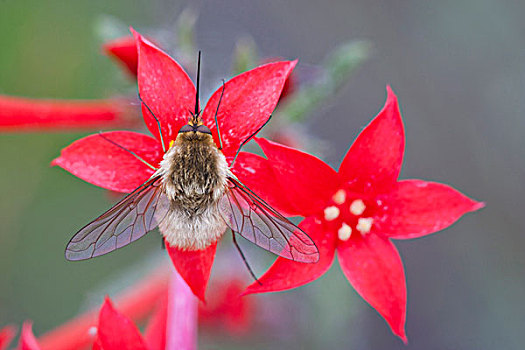 怀俄明,蜜蜂,苍蝇,喙,展示,深红色,花