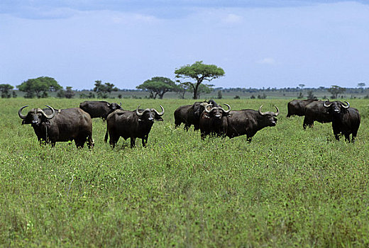 坦桑尼亚,塞伦盖蒂,水牛