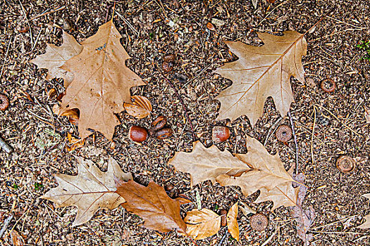秋天,橡树叶,林中地面,黑森州,德国,欧洲