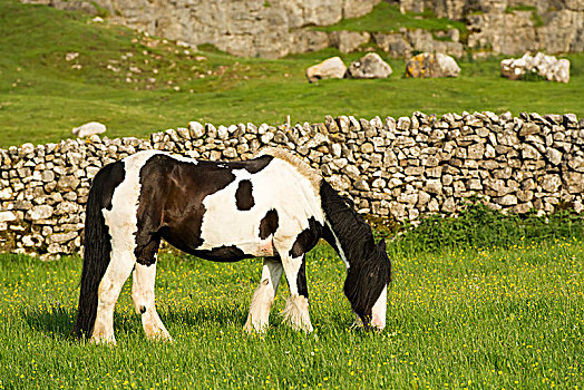 马,放牧,草地,坎布里亚,英格兰