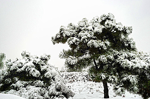 春雪中的松树