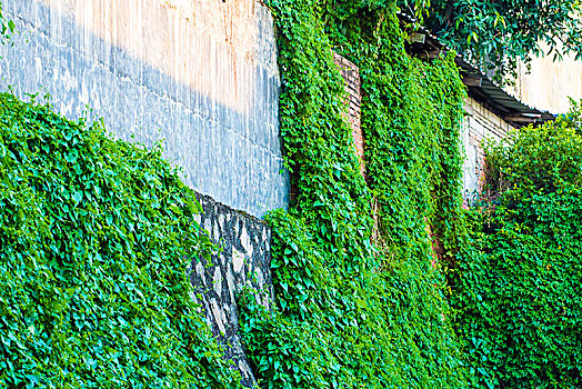 绿色植物漫爬围墙