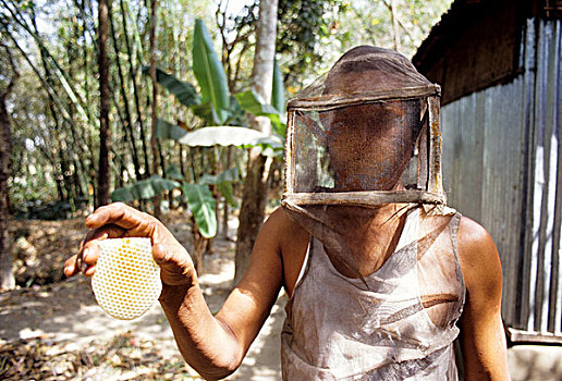 一个,男人,防护,薄纱,碎片,蜂巢,养蜂,收入,许多人,孟加拉