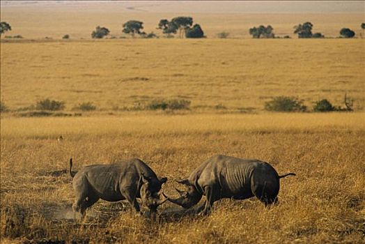 黑犀牛,两个男人,争斗,马赛马拉国家保护区,肯尼亚