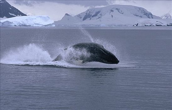 驼背鲸,大翅鲸属,鲸鱼,鲸跃,南极