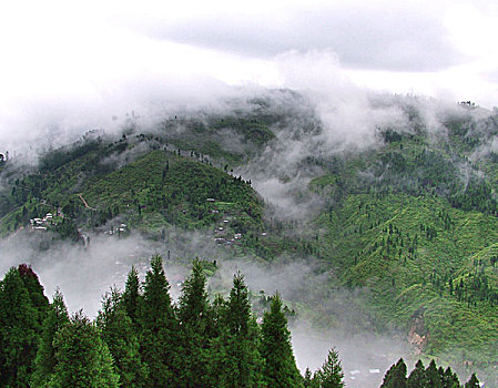 晨雾,山,北方,孟加拉,印度,五月,2007年