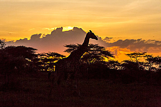 剪影,马赛长颈鹿,走,过去,金合欢树,云,背景,天空,黄色,金色,恩戈罗恩戈罗,保护区,坦桑尼亚