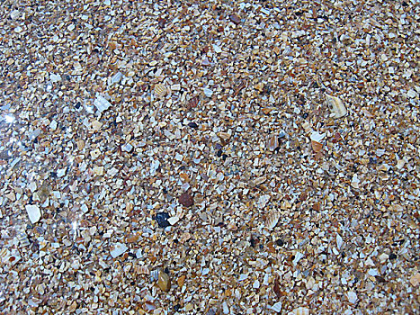 褐色背景,沙子,壳