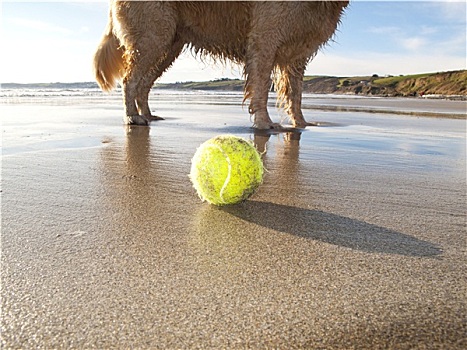 狗,享受,海滩,网球,湾,康沃尔,英国