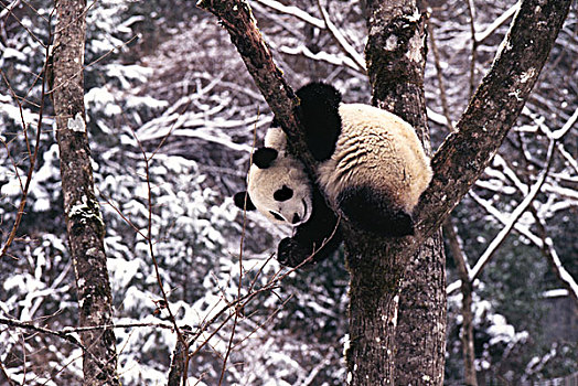 熊猫,幼兽,玩,树上,卧龙,四川,中国