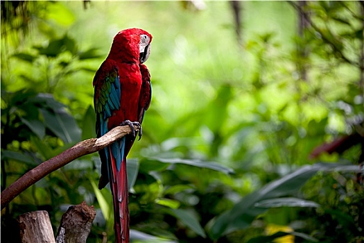 彩色,绯红金刚鹦鹉,栖息,胸罩