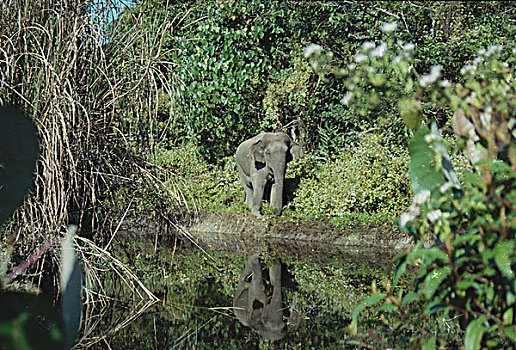 亚洲象,雄性动物,倒影,水中