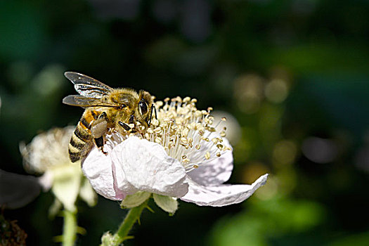 欧洲,蜜蜂,意大利蜂,收集,花粉,花,玫瑰,粉色,德国