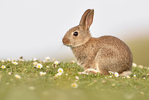 幼兽,野生,兔子,兔豚鼠属,坐,草地,斯凯岛,苏格兰