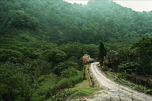 俯拍,小路,茂密,雨林