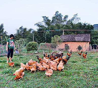 乡村,养鸡