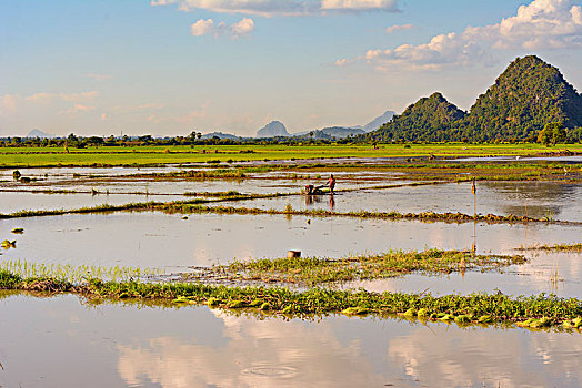 稻田,地点,水,农民,克伦邦,缅甸