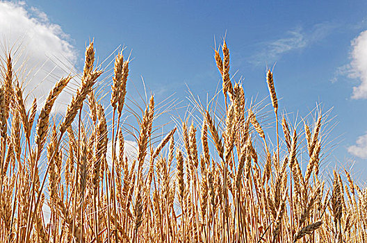 小麦,蓝天,背景,艾伯塔省,加拿大