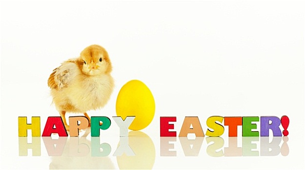 小,鸡,黄色,复活节彩蛋