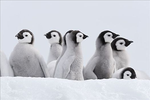 帝企鹅,幼禽,雪丘岛,威德尔海,南极