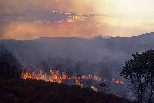 马达加斯加,靠近,农民,燃烧,陆地