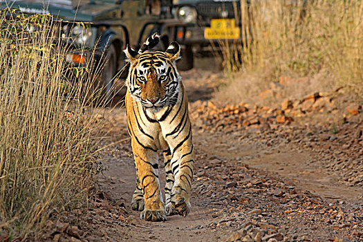 虎,走,正面,旅游,交通工具,伦滕波尔国家公园,拉贾斯坦邦,印度,亚洲