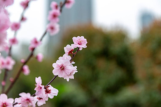 榆叶梅,丁香花