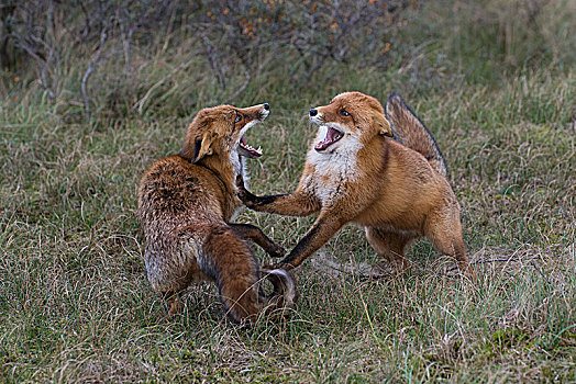红狐,狐属,两个,争斗,雄性,北荷兰,荷兰