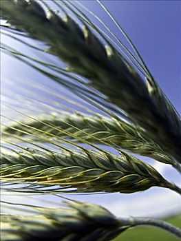 植物,农作物,特写,天空,微距,竖图,无人,照片,图像,关注,聚焦