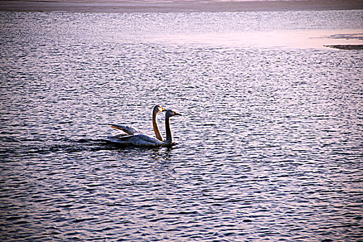 两只白色的天鹅在湖面上