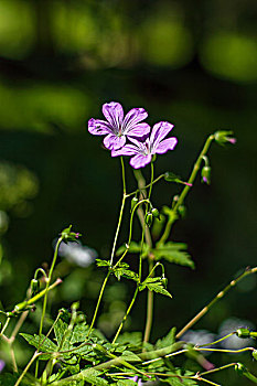 森林紫色小花