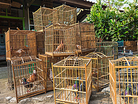 鸽子,笼子,鸟,市场,日惹,爪哇,印度尼西亚,亚洲