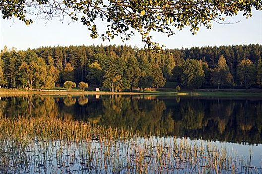 立陶宛,国家公园,陆地,湖,山,湖岸,反射,秋天,树,第一