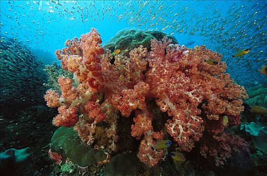 珊瑚礁景,软珊瑚,鱼群,珊瑚鱼,巴布亚新几内亚