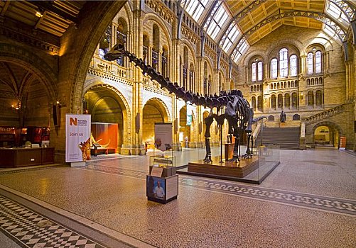 英格兰,伦敦,南肯辛顿,骨骼,中心,自然历史博物馆