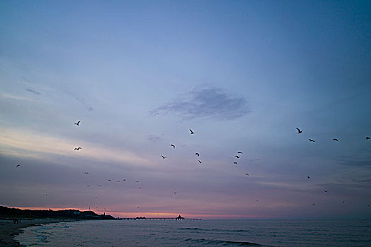 鸟,上方,波罗的海,黄昏,赫陵斯朵福,码头,背景,乌瑟多姆岛