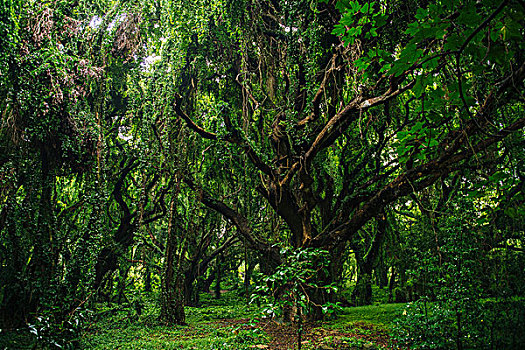 绿色,树林,毛伊岛,夏威夷