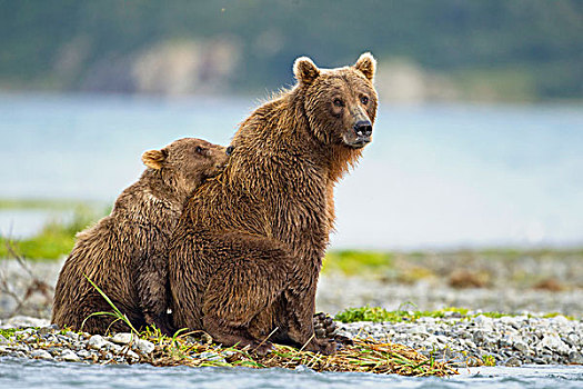 美国,阿拉斯加,卡特麦国家公园,大灰熊,母熊,幼兽,棕熊,休息,一起,潮汐