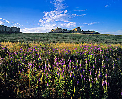 蓝色,马鞭草,野花,红色,云,山岗,堡垒,州立公园,内布拉斯加州,美国