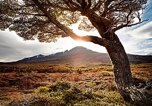 孤树,正面,山,火地岛国家公园,阿根廷,南美