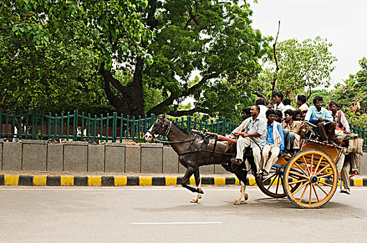人,骑马,手推车,新德里,印度