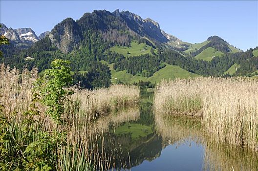湖,山,阿尔卑斯山,瑞士