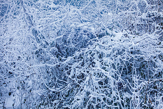 西岭雪山大雪的美丽风景