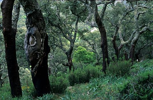 公园,自然,栓皮栎,树林,安达卢西亚,省,西班牙