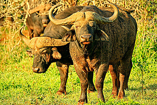 非洲野生动植物,南非水牛,水牛,南非