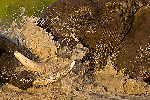 博茨瓦纳,乔贝国家公园,雄性动物,大象,非洲象,争斗,水池,萨维提,湿地,下雨,季节