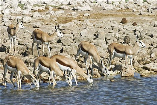 跳羚,羚羊,水坑,埃托沙国家公园,纳米比亚,非洲