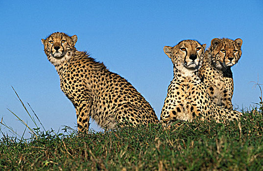 印度豹,猎豹,幼兽,肯尼亚