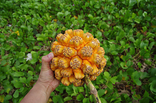 野菠萝蜜,菠萝蜜,水果,野生,果,果实,荨麻目,桑科,波罗蜜属,黄,橙色,金黄色,无人,自然,植物,野外,成熟