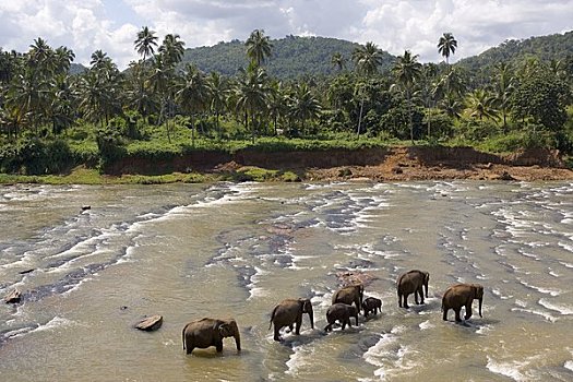 品纳维拉,大象,孤儿院,靠近,丘陵地区,斯里兰卡